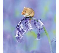 Abacus Cards - Harvest Mouse - Open Greetings Card From The Natures Tale Range - Lovely Photographic Wildlife Design - Blank Inside For Your Own Message