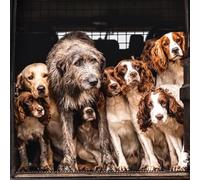 Abacus Cards Irish Wolfhound, Labrador & Cocker Spaniels Greeting Card Pack | Dog Lovers Notecards | Recyclable Wallet | FSC Eco-Friendly