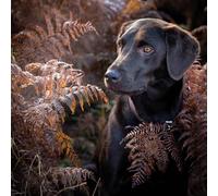 Abacus Cards Male/Female General Greeting Card - 'Chocolate Labrador' - Suitable for Birthday - The BBC Countryfile Range