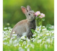 Abacus Cards Male/Female General Greeting Card - 'European Rabbit' - Suitable for Birthdays and Other Occasions - The BBC Springwatch Range