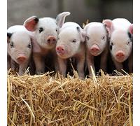 Abacus Cards Male/Female General Greeting Card - 'Gloucestershire Old Spot Piglets' - Suitable for Birthday - The BBC Countryfile Range