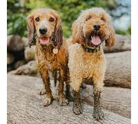 Abacus Cards Male/Female General Greeting Card - Muddy Cocker Spaniel And Cockapoo - Suitable for Birthdays and Other Occasions - The BBC Countryfile Range
