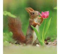 Abacus Cards Male/Female General Greeting Card - Red Squirrel And Tulip - Suitable for Birthdays and Other Occasions - The BBC Springwatch Range