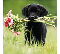 Abacus Cards Pack of 6 Blank Notecards - Dog With Flowers - 6 Cards of 1 Design - Suitable for Birthday, Thank You, Thinking of You And Other Occasions