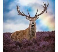 Abacus Cards - Red Deer Stag Greeting Card from the Nature Tales range, Blank Inside
