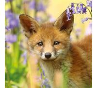 Abacus Cards - Red Fox Greetings Card From The Nature Tales Range, Blank Inside