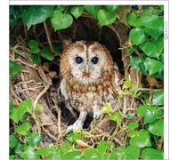 Abacus Cards - Tawny Owl Greeting Card from the Nature Tales range, Blank Inside