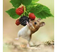Abacus Cards - Wood Mouse Greeting Card from the Nature Tales range, Blank Inside