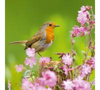 Abacus - European Robin Blank Greetings Card with Pink Floral Design - From the Nature Tales Range