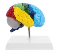 Abaodam 1:1 Scale Human Brain Model Right Hemisphere for Anatomy Learning Anatomical Neuroscience Teaching Display Color-coded Brain Functions Educational Science Medical Learning