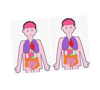 Abaodam 2 Sets Human Organs Models for DIY Educational Teaching Creative Anatomy Learning for Boys Enhance Cognitive Skills Motor Development