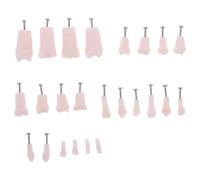 Abaodam 24pcs Full Typodont Teeth Model for Dentist Training and Education with Removable Teeth Design and Secured by Screws, Resin and Metal Multipurpose Practice Model Suitable for Human