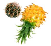 Abaodam 2pcs Car Antenna Topper Set with Pineapple and Cactus Design, Cute Cartoon Auto Exterior Decoration for Vehicle Roof, Dashboard Accessory for Cars and Trucks