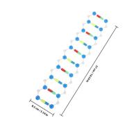 Abaodam 2pcs Detailed Dna Model Kit Double Helix Structure Science Popularization for Students Biology Classroom Teaching and Laboratory Research Tool