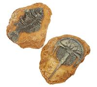 Abaodam 2Pcs Simulation Fossil Decor for Reptile Boxes Premium Resin Lizard Landscape Ornaments Natural Gecko Decorations for Tortoise and Pets