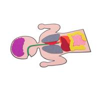 Abaodam 3 Sets Creative Organs Models for Educational Cognitive DIY Anatomy Plaything for Learning About Human Body Parts for Holiday Birthday