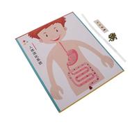 Abaodam 4 Sets Human Digestive System Model Kit for DIY Educational Science for School Learning and Stem Craft Kindergarten Teaching Prop for Biology Exploration