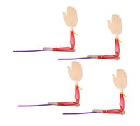 Abaodam 4pcs Realistic Anatomic Muscle Tissue Model for Kindergarten DIY Creativity Educational Tool with Skeletal and Muscle Display for Home Learning
