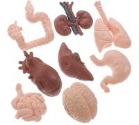 Abaodam 8pcs Human Organ Model Set for School Teaching Medical Education - Brain Heart Intestine Kidney Simulation Anatomy Prop for Students and Doctors