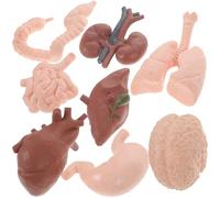 Abaodam 8pcs Realistic Human Organs Model Set for Anatomy Teaching, Brain Heart Intestines Kidney Educational Science Kit for Cognitive Learning and Early Childhood Science