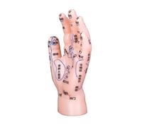 Abaodam High-Fidelity Hand Reflexology Model with Markings PVC for Acupuncture Training Tcm Schools Clinics and Massage Centers Educational Tool