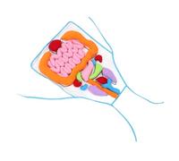 Abaodam Human Internal Organs Apron Cognitive Toy for Children Preschool Learning Aid Early Education Teaching Tool for Body Awareness and Anatomy Development