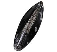 Abaodam Orthoceras Teaching Specimen Desktop Ornament Natural Ancient for Classroom Display Science Education for Creative Learning and Home