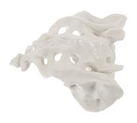Abaodam Sacrum Bone Model for Nurses and Doctors in Field, Sturdy Pvc with Smooth Surface and Washable Design