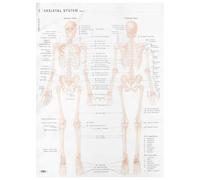 Abaodam Skeletal Muscle Anatomy Poster Educational Chart Cloth 50x70cm