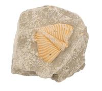 Abaodam Trilobite Sample for Educational Purposes Featuring Random Shape Specimen Material to Enrich Students Knowledge and Develop Creativity, for Students and Day
