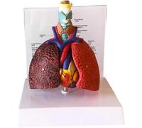 Abbdbd Human Lung Model, Anatomical Respiratory System Model Life Size Lung Model, Lung Anatomical Model for Study Display Teaching Tool