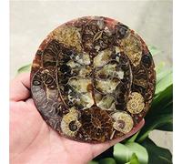 ABCBCA 12cm Ammonite Fossil Slice Plate Natura Shell a compassl MADAGASCAR FOSSIL SPECIMEN decoration