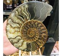 ABCBCA Big size madagascar fossils iridescent ammonite natural stones and minerals specimen beautiful (Size : 200 260g)