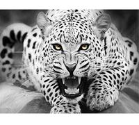 ABEUTY DIY Paint by Numbers for Adults Beginner - Leopard Black & White Fiercely 16x20 inches Number Painting Anti Stress Toys (No Frame)