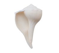 Abhimantrit Dakshinavarti Shankh White Valampuri Sangu Pooja Shankh Original Right Hand Lakshmi Conch Rare for Worship Hindu Religious Natural Abhishek Shankh Shell Sangu Small 2" inch (4 Centimeter)
