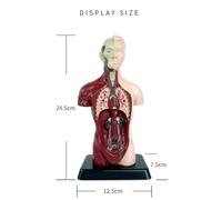 Aboiled 2X Human Body Model with 7 Removable Organ Models,Educational Organ Anatomy Model for Biological Science Learning