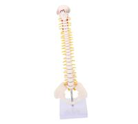 ABOOFAN 1Pc Tailbone Anatomy Model Spine Model with Detailed Vertebrae Flexible Design for for Chiropractors and Surgeons