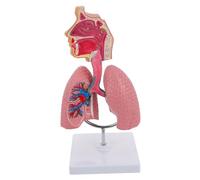ABOOFAN 1Pc Teaching Respiratory Lung Model Human Anatomy Display Tool for Students Teachers for Physiology and Anatomy Education Schools Environmental Friendly Design