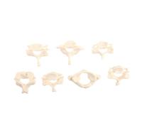 ABOOFAN 1Set Life Cervical Spine Model for Accurate Human Anatomy Tool for Students Detailed Vertebrae Structure for Classroom Teaching and Patient Understanding
