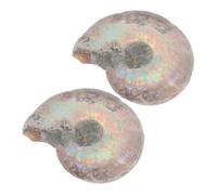 ABOOFAN 2pcs Natural Ammonite Specimen Sliced Mineral Model for Decoration and Educational Display Unique Organic Ornament for Collectors and Science Enthusiasts