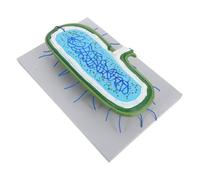 ABOOFAN Anatomical Cell Nucleus Model Enlarged Tissue Simulation for Biology Teaching Science Display Tool for Medical and Classroom Education