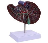 ABOOFAN Anatomical Liver Model with Base Realistic Teaching Display for Students and Professionals Human Organ Anatomy Tool for Home Laboratory and Educational Use
