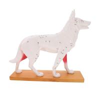 ABOOFAN Canine Acupuncture Model with Anatomical Points Veterinary Teaching Tool for Acupuncture Training and Anatomy Study Dogs