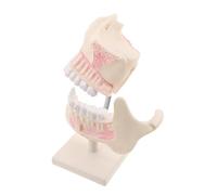 ABOOFAN Clinical Practice Teeth Training Model for Students High Simulation Typodont with Lifelike Tooth Contours Oral Anatomy Demonstration Tool for Beginner Practice and Teaching