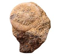 ABOOFAN Creative Sea Specimen Student Science Teaching Sample for Paleontology Education Ocean Animal Desktop Decor for Childrens Learning and Research Collection