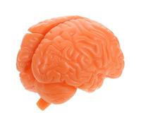 ABOOFAN Detachable Human Brain Anatomy Model Accurate Brain Display for Medical Education Research Teaching Anatomy Physiology Learning Colleges and Clinics