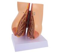 ABOOFAN Female Breast Anatomical Model Medical Teaching Display Human Breastform Flexible Design Realistic Morphology Educational Tool for Students and Experts