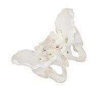 ABOOFAN Female Pelvic Model for Medical Anatomy Natural Large Pelvis with Sacral and Joint Structure Spinal Model for Hospital Teaching and Student Practice
