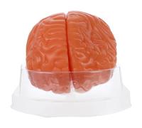 ABOOFAN Human Brain Model Anatomy 3-part Disassembled Brain Structure with Cross Section Display and Pvc Material, for Psychology Research and Study Teaching Tool