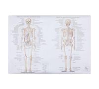ABOOFAN Human Skeletal Muscle Anatomy Poster 50x70cm Educational Body Structure Chart Teaching Picture for School Medical Science Office Wall Decoration